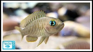 How to Set Up a Shell Dweller Fish Tank Six Different Species Featured [upl. by Yerd856]