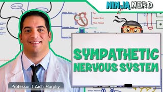 Neurology  Sympathetic Nervous System [upl. by Nwahsyd]