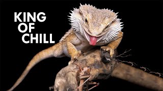 Bearded Dragon The King of Chill [upl. by Woodie]