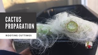 How to Propagate Cactus through Cuttings  Opuntia Snow [upl. by Baalbeer]