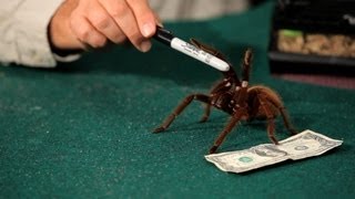 Are Tarantulas Poisonous  Pet Tarantulas [upl. by Marcoux332]