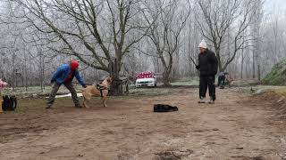 Bullmastiff dog training 202010 [upl. by Rickie]