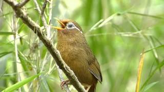 ガビチョウの鳴き声。（特定外来生物） [upl. by Irek760]