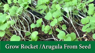 How to Grow Arugula or Rocket From Seed  Leafy Green and Microgreen [upl. by Temme427]