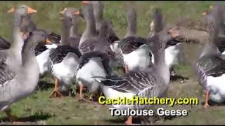 Breeding Flock of Toulouse Geese  Cackle Hatchery [upl. by Noiramed]