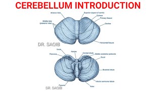 Cerebellum Anatomy  Parts  Divisions [upl. by Jessee407]