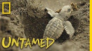 Surviving Sea Turtles  Untamed [upl. by Riplex]