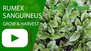 Rumex sanguineus  grow harvesting amp eat Red vein sorrel [upl. by Anitan]