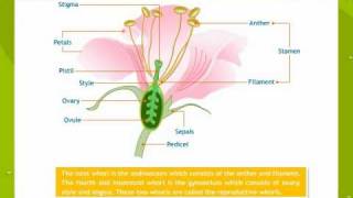 Morphology Of Flowering Plants [upl. by Xilef]