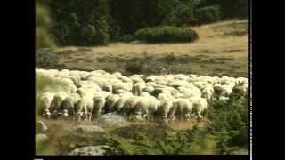 transhumance ovine [upl. by Tillio529]