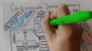 Cardiovascular System  Summary [upl. by Earla]