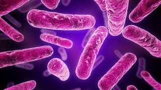 Gram Positive vs Gram Negative Bacterial Cell Wall Structure Microbiology [upl. by Idonah]