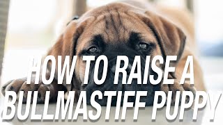 HOW TO RAISE A BULLMASTIFF PUPPY [upl. by Alilak]