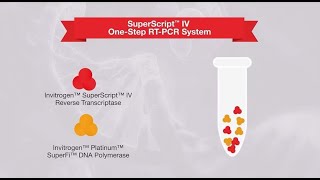 1step vs 2step RTPCR—which one is right for your application [upl. by Cyprio]