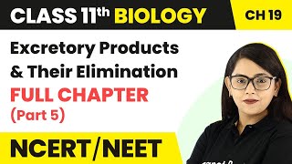 Excretory Products amp Their Elimination  Full Chapter Explanation Part 5  Class 11 Biology Ch 19 [upl. by Ilsa]