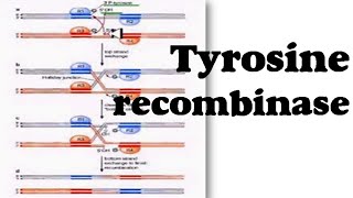 Tyrosine recombinase [upl. by Victoir604]