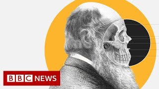 Theory of Evolution How did Darwin come up with it  BBC News [upl. by Brick]