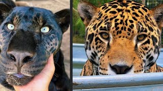 JAGUAR VS BLACK PANTHER WHAT’S THE DIFFERENCE… [upl. by Enael]