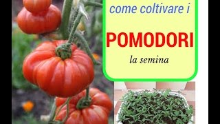 Come piantare i pomodori  La semina in semenzaio [upl. by Adnarym770]