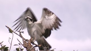 Ospreys Mating and Preparing for a BroodNARRATED [upl. by Nived]