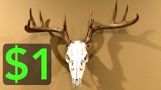 1 DIY Deer Skull Mount [upl. by Anerrol]