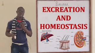 Excretion and Homeostasis Biology Form 2 [upl. by Reniti136]