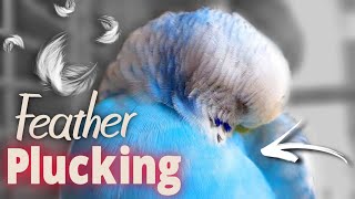 How to Recognize Feather Plucking in Parrots amp Take care [upl. by Krug]