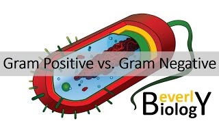 Gram Positive vs Gram Negative Bacteria [upl. by Yllehs640]