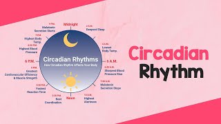 Circadian Rhythm Dietitian Shreya [upl. by Nayb]