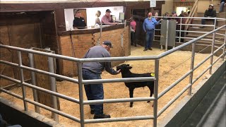 Livestock Auction  New Buyer Over Pays Hundreds Another Great Day at the Auction Bought 8 [upl. by Ignatz]