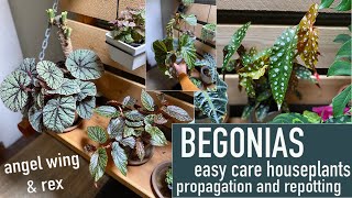 Begonia House Plants  Care repotting propagation [upl. by Ailecra]