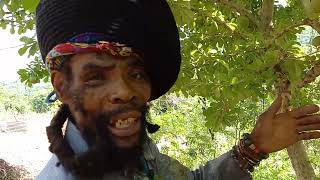 Peanut Dread The African Tradition amp Brain Washed Education [upl. by Sashenka837]