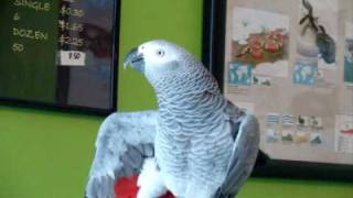 TALKING PARROT AMAZING HILARIOUS Subtitles Included [upl. by Leuqar]