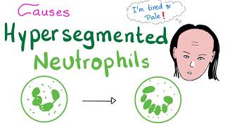 Phagocytosis Neutrophils amp Macrophages [upl. by Derina]