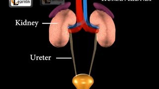 Kidney  Excretory System  Biology [upl. by Averyl852]