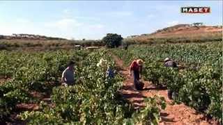 6  La vendimia y la fermentación alcohólica [upl. by Sylirama]