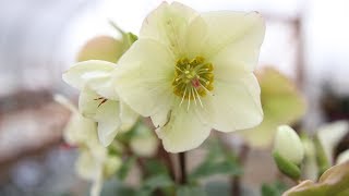 Hellebore Care Guide [upl. by Sausa]