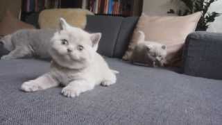 British Shorthair Kittens Playing [upl. by Dent244]