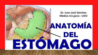 🥇 Anatomía del ESTÓMAGO Fácil Rápida y Sencilla [upl. by Yromem]