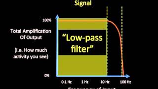 Electroencephalogram EEG  Waves  Physiology [upl. by Arie]