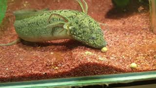 Protopterus amphibius gilled lungfish pllet feeding [upl. by Ernest688]