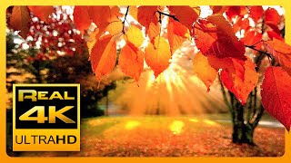 4K Autumn Forest amp Relaxing Piano Music  Beautiful Fall Leaf Colors in 4K UHD  2 Hours [upl. by Mert]