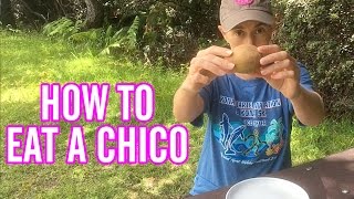 How To Eat A Sapodilla Fruit  AKA Chico  Manilkara Zapota [upl. by Llertnac]