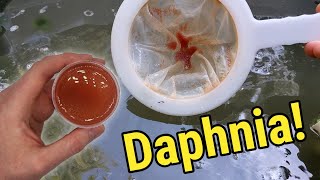 How I Culture Daphnia In Outdoor Tubs [upl. by Asira]