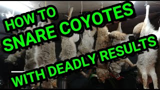 How to snare coyotes [upl. by Neelehtak]