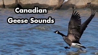 Canadian Geese Honking and Swimming  Geese Sounds  Bird Calls [upl. by Ahsoj]