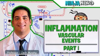 Immunology  Inflammation Vascular Events Part 1 [upl. by Jamilla]