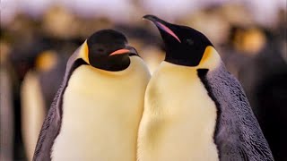 Best Antarctic Animal Moments  Top 5  BBC Earth [upl. by Enihpled573]