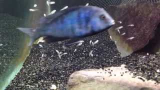 African cichlid fish releasing fry from mouth [upl. by Arikat339]