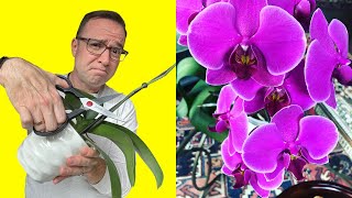 Where To Cut Orchid Stem After Flowers Fall Off [upl. by Neala]